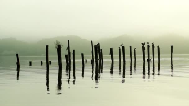 Mysterious Eerie Day Water — Stock Video