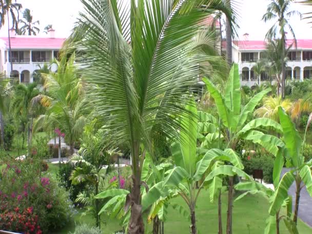 Palmami Ogrodami Strzał Pokój Hotelu Mieście Punta Cana — Wideo stockowe