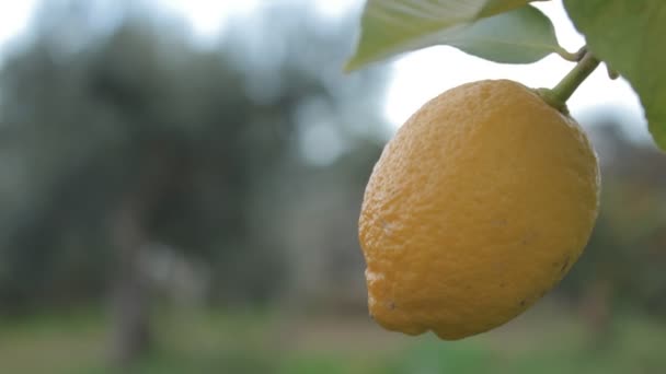 Only Lemon Close — Stock Video