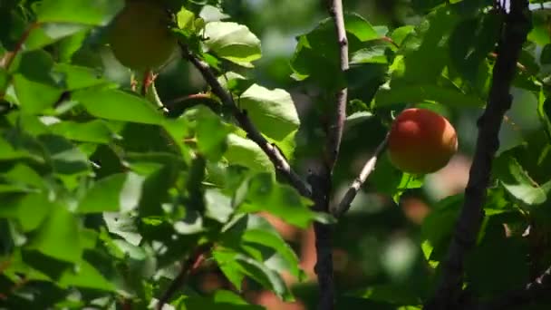 Персиковое Дерево Персиком Готовым Уборке — стоковое видео