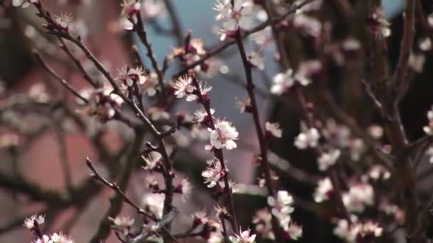 Rosa Blüten Blütenstand — Stockvideo