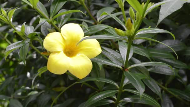 Plantas Flores Amarelas — Vídeo de Stock