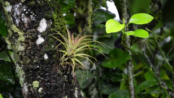 Vídeo Del Detalle Del Árbol Lluvioso — Vídeo de stock