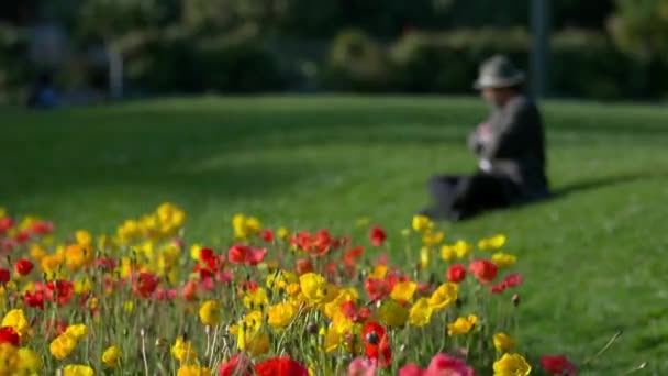 Flores Vermelhas Amarelas Parque Com Homem Sentado Fundo — Vídeo de Stock