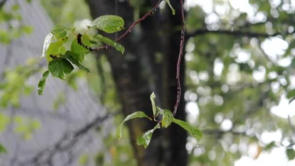 Regen Storm Toont Een Hevige Regen Boomtakken — Stockvideo