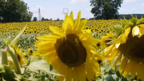 Enthüllung Einer Großen Blumenfarm — Stockvideo
