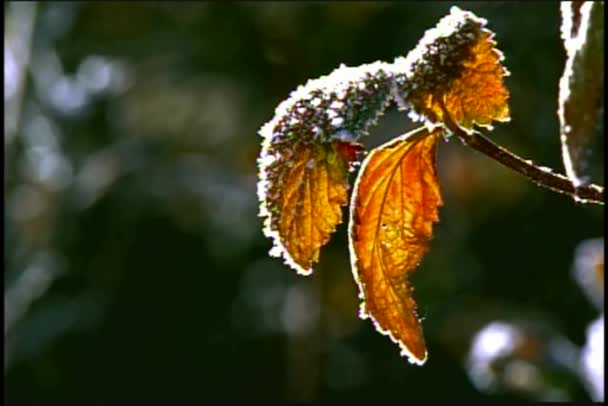 Rocky Mountain Flowers Close — Stock Video