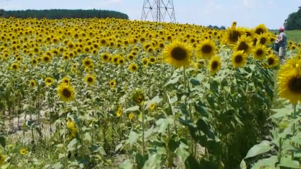 Rows Rows Sunflowers Revealed — Stock Video