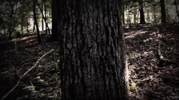 Ormanın Içinden Korkunç Cadılar Bayramı Yürüyüş — Stok video