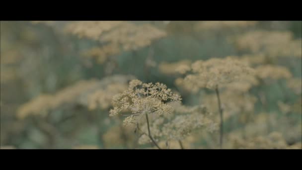Slow Motion Clip Flowers — Stock Video