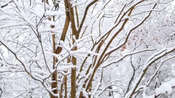 白雪覆盖的树在雪地森林 — 图库视频影像