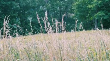 Bir Prairie uzun otların içinde belgili tanımlık geçmiş ağaçları ile