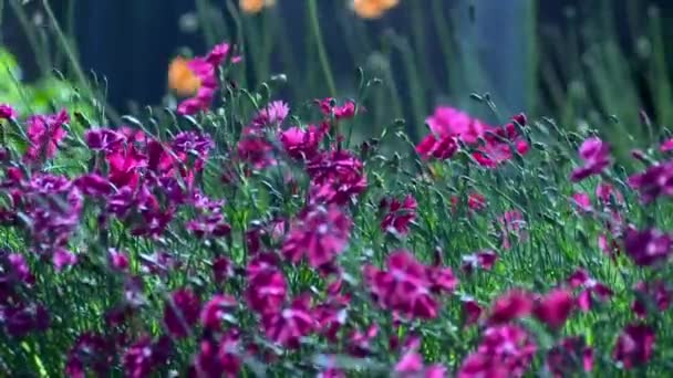Flores Primavera Belo Dia — Vídeo de Stock