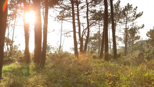 Pôr Sol Uma Paisagem Arborizada — Vídeo de Stock