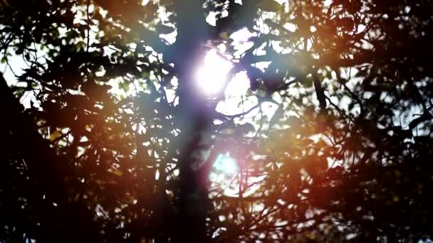Wideo Słońca Przez Drzewa — Wideo stockowe