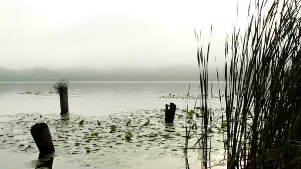 Borde Lago Mientras Soplaba Viento Suave — Vídeo de stock