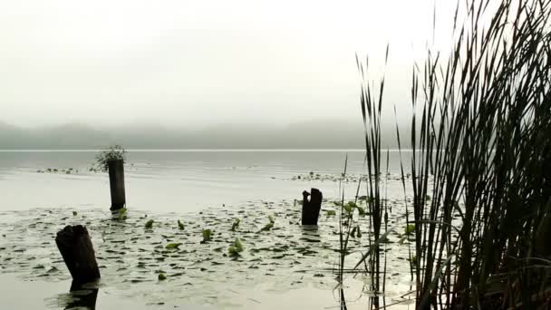 Bordo Lago Mentre Soffiava Vento Soffiato — Video Stock