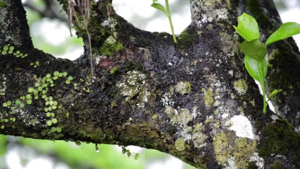 Video Árbol Detalle Uno — Vídeos de Stock