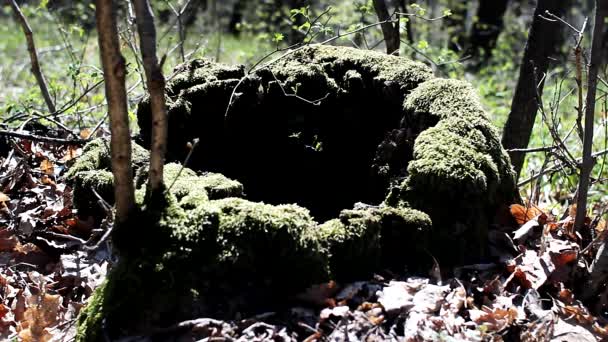 Arbre Stump avec mousse 