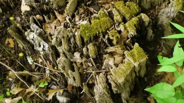 Tree Stump Covered Moss — Stock Video