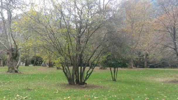 树木在风中吹在公园里 — 图库视频影像