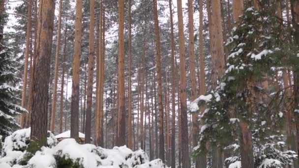 Bäume Unter Der Skyline Mit Schnee Bedeckt — Stockvideo
