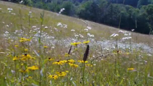 Wandelen Door Bloemen Een Weide — Stockvideo