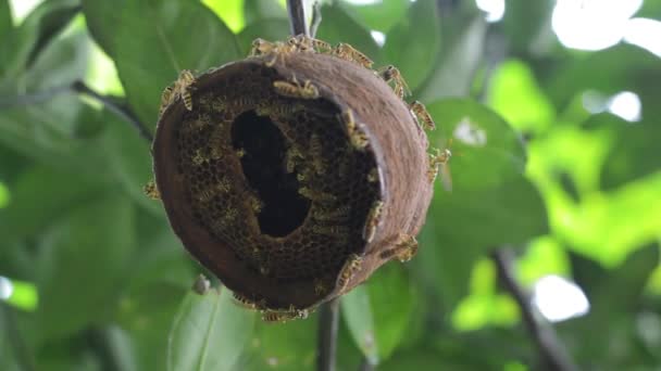 Wasp Nest Low Angle — Stock Video
