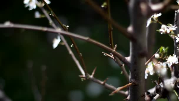 Film Drzewa Kwitły Białe — Wideo stockowe