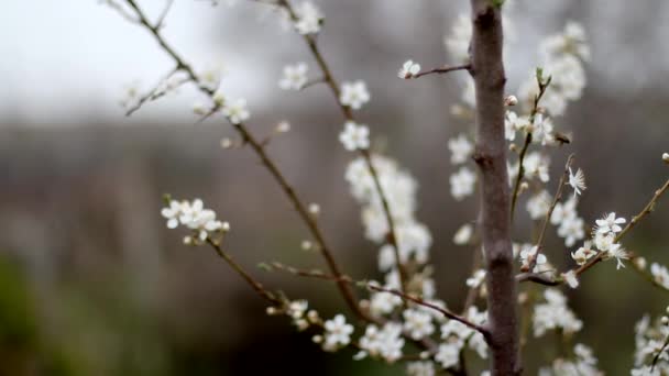 Film Biały Kwiat Kwitnący — Wideo stockowe