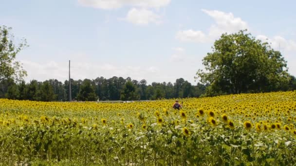 Plan large d'un champ de fleurs 
