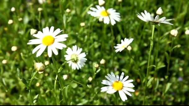 Fiori Selvatici Mostra Campo Fiori Soffiato Dal Vento Nell Erba — Video Stock