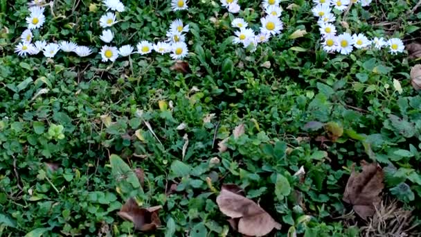 緑の草の自然な背景の上に黄色と白のデイジー花 — ストック動画