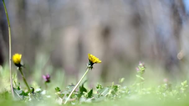 森の空き地の草原に黄色いタンポポ — ストック動画