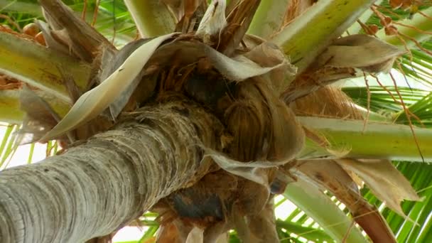 Zoom Out Palm Tree — Stock Video