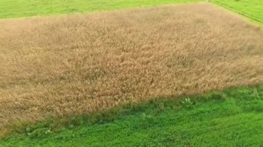 çayır üzerinde uçuş video