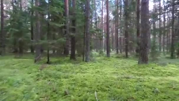 vol entre les arbres dans la forêt 