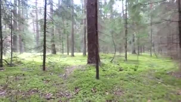 Flucht Zwischen Bäumen Wald — Stockvideo