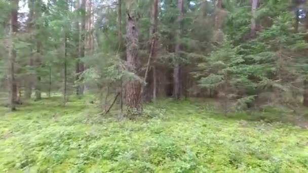 Voo Entre Árvores Floresta — Vídeo de Stock