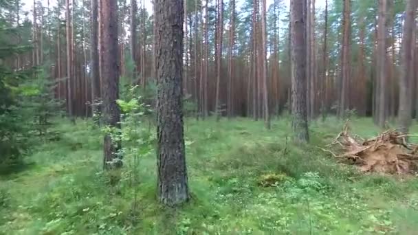 Voo Entre Árvores Floresta — Vídeo de Stock