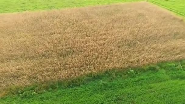 草原の上の飛行のビデオ — ストック動画