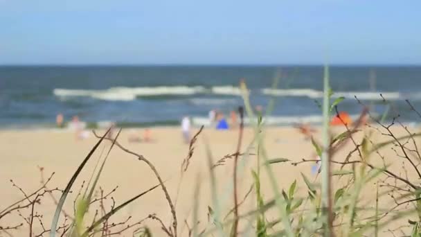 Fokus Auf Das Strandleben — Stockvideo