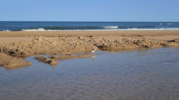 浜で歩くカモメ — ストック動画