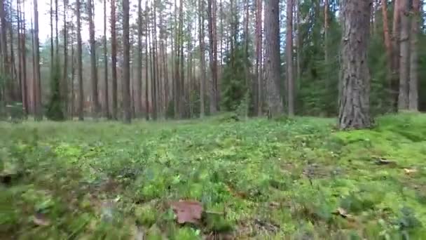 Niski Lot Między Drzewa Lesie — Wideo stockowe