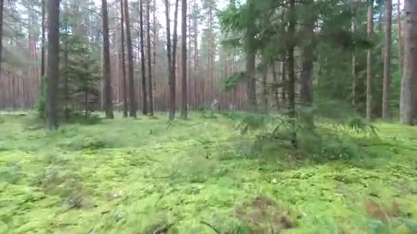vol bas entre les arbres dans la forêt 