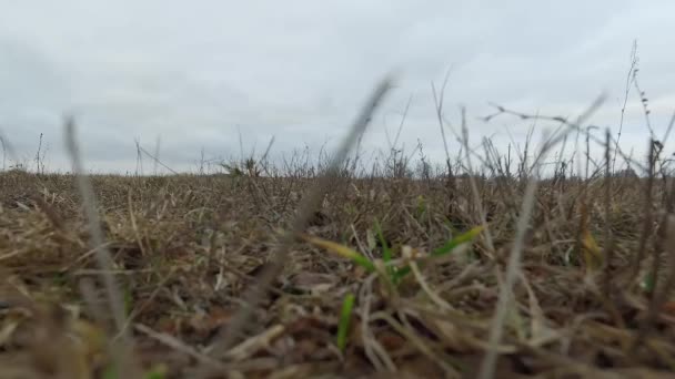 Stiger Upp Från Ängen — Stockvideo