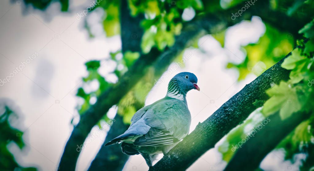 Turtledove on the tree branch