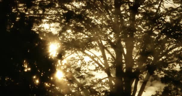 Le soleil se couche à travers la cime des arbres — Video