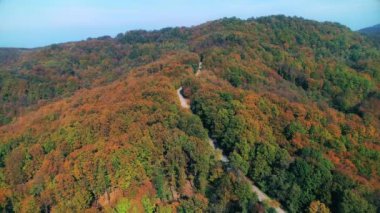 Sonbaharda bir orman ağaç seviyesinde, atışa havadan görünümü