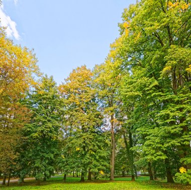 Parkta sonbahar ağaçları